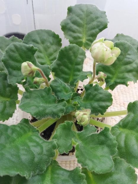 3 nov - ZZ LE Malachitovaia Roza