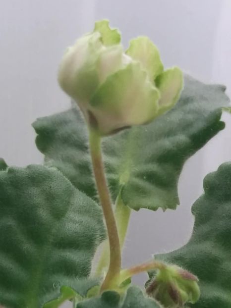 3 nov - ZZ LE Malachitovaia Roza