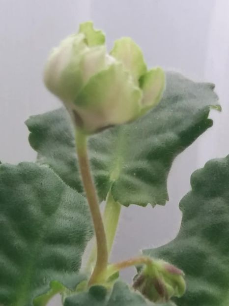 3 nov - ZZ LE Malachitovaia Roza