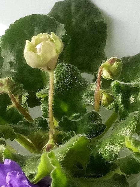 3 nov - ZZ LE Malachitovaia Roza