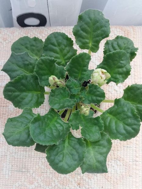 3 nov - ZZ LE Malachitovaia Roza