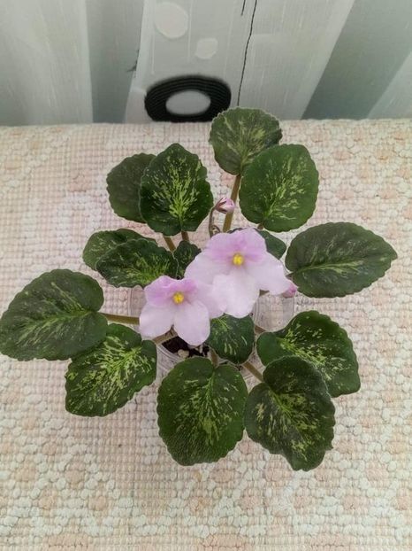 3 nov - ZZ Genetic Blush