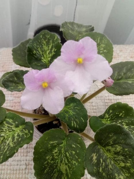 3 nov - ZZ Genetic Blush