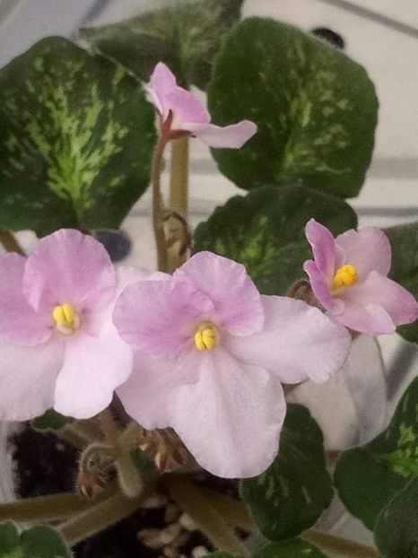 5 nov - ZZ Genetic Blush