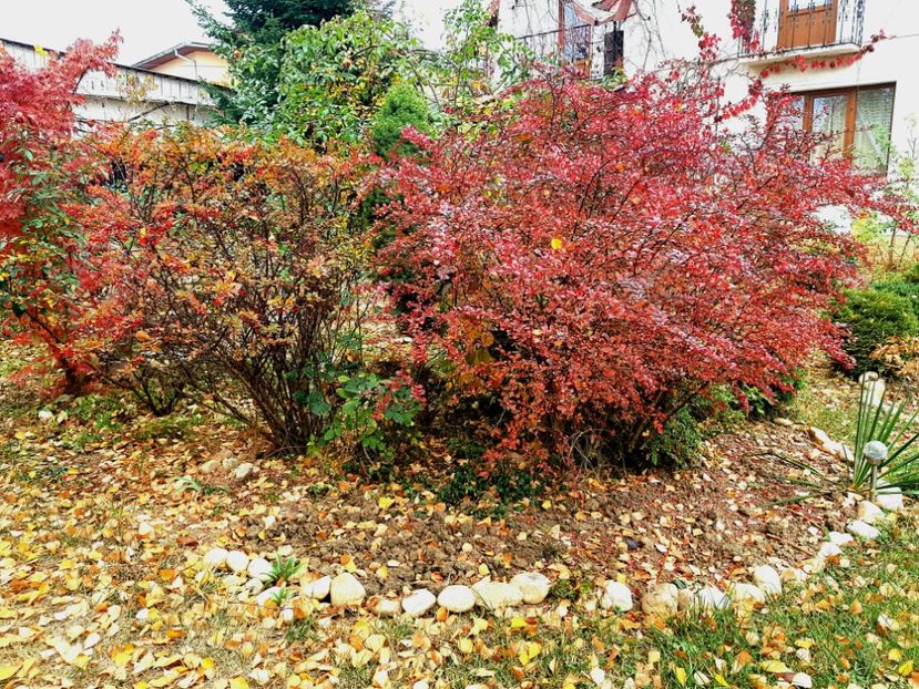 5 nov 2018 - 2018_Idilic garden iulie-oct