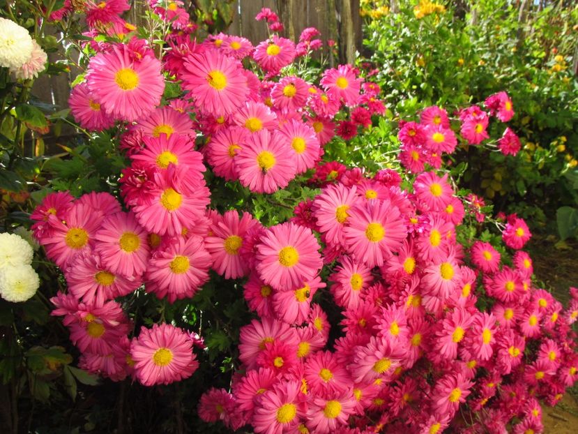  - Crizanteme și tufănele