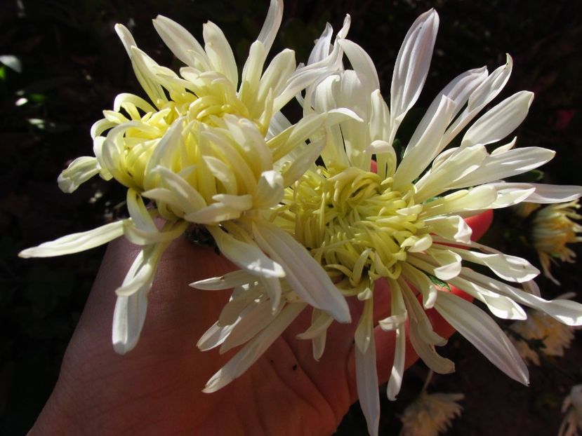  - Crizanteme și tufănele