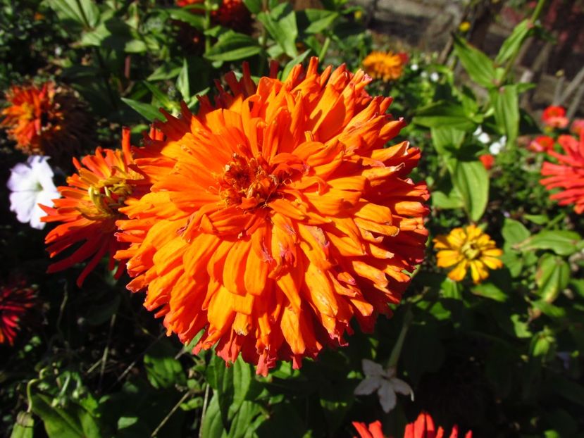 Turcoaice (cârciumărese?) - Anuale