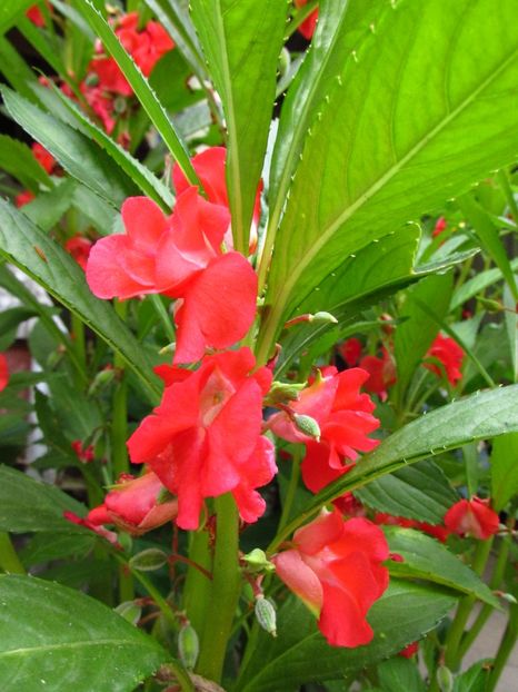 Impatiens balsamina? (cănăgigic) - Anuale