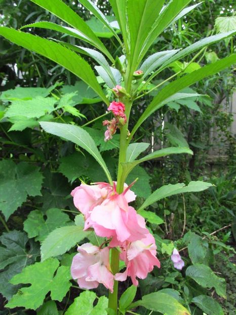 Impatiens balsamina? (cănăgigic) - Anuale