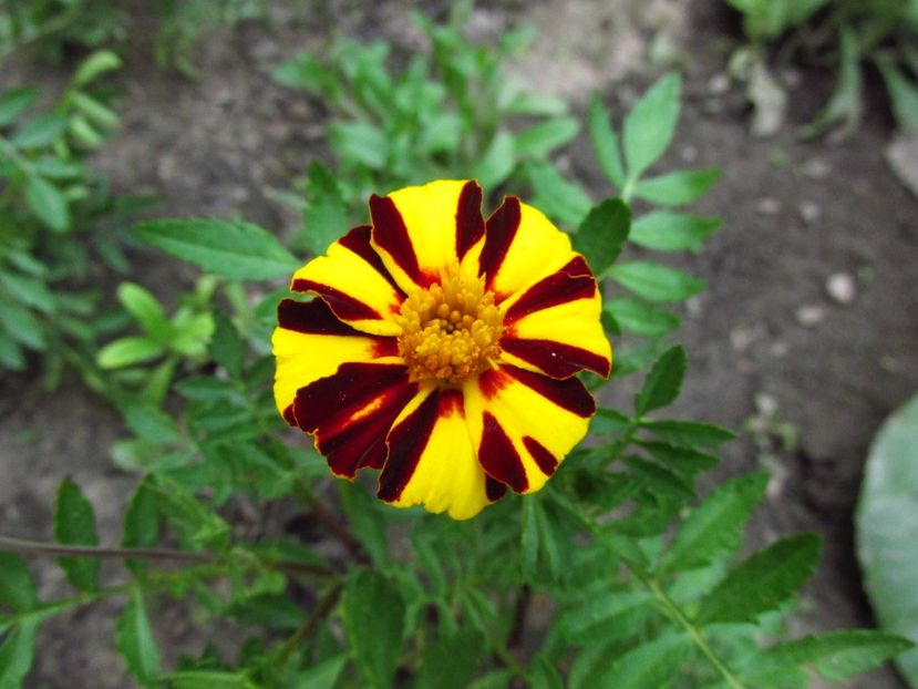 Crăiță bicoloră - Anuale