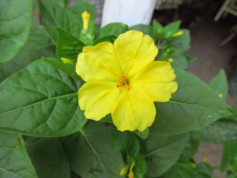 Mirabilis jalapa - Anuale