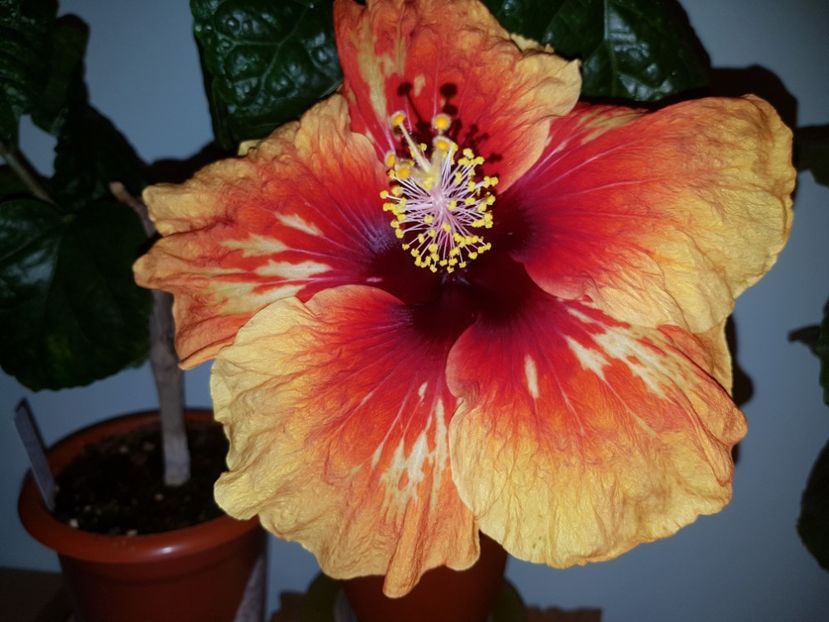  - Hibiscus Tahitian Desert Sunset