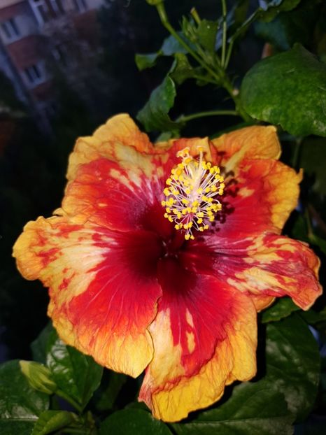  - Hibiscus Moorea Sunset Star