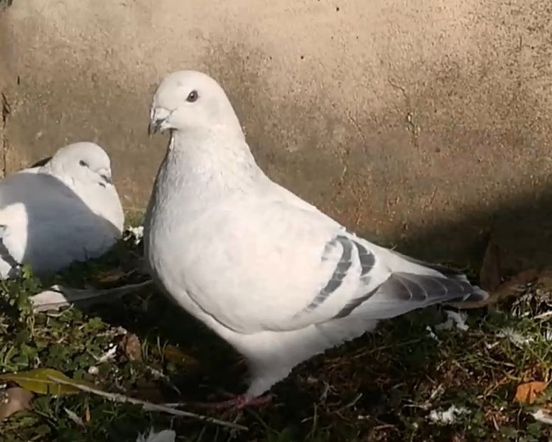 JRS22 ARCHIWUM - e- Młode 2018-Young 2018