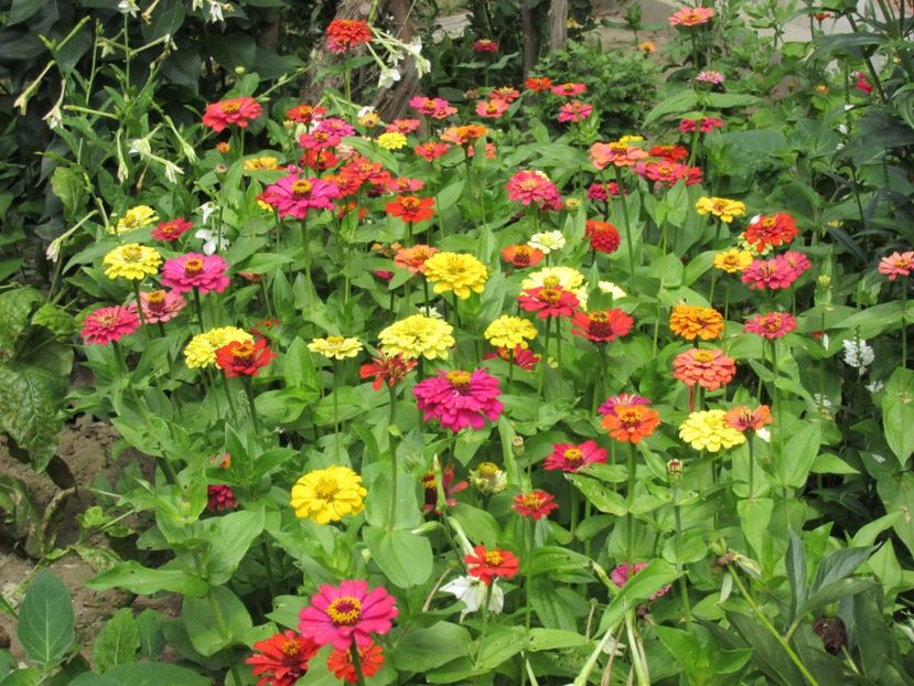 Cârciumărese - Turcoaice - Anuale