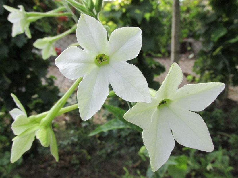 Regina nopții - Anuale