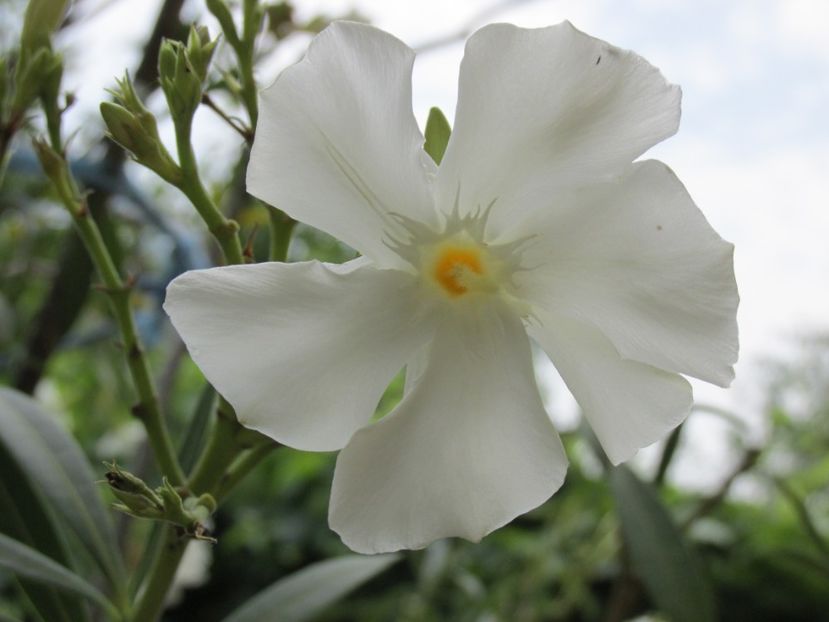 Leandru alb - Arbuști