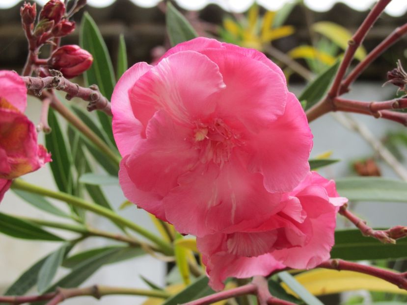 Leandru roz - Arbuști