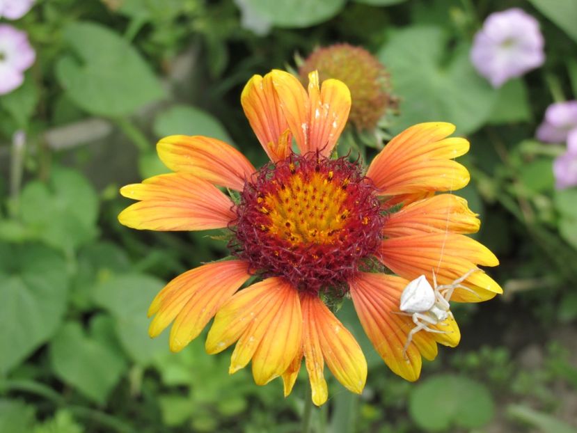 Gaillardia - fluturaș - Perene