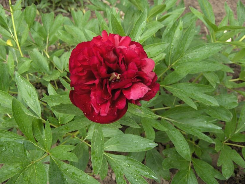 Rubra Plena - Bujori