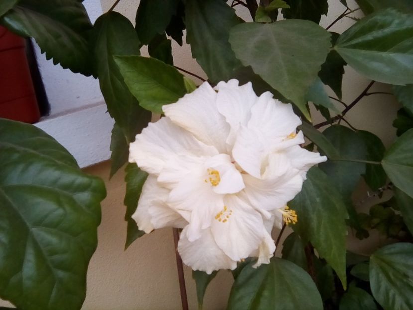  - Balsam pentru suflet