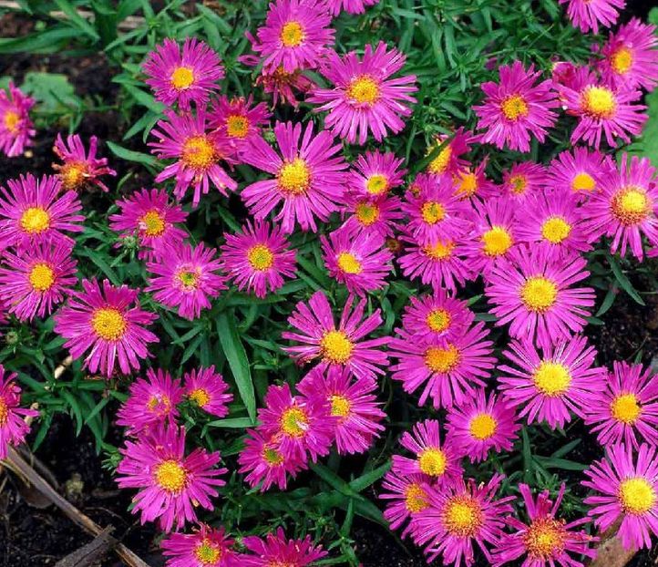 Alice Haslan _diana 2018 - Aster