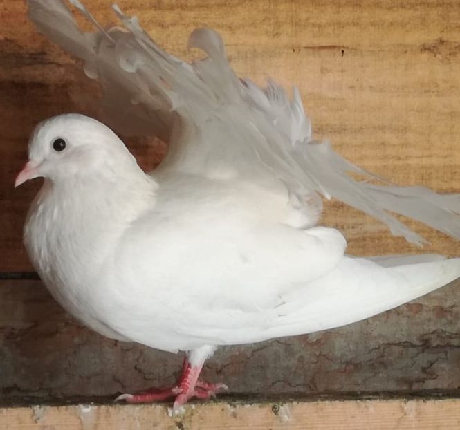  - Porumbei voltați indieni și uriași maghiari