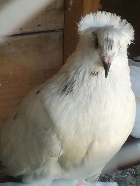  - Porumbei voltați indieni și uriași maghiari