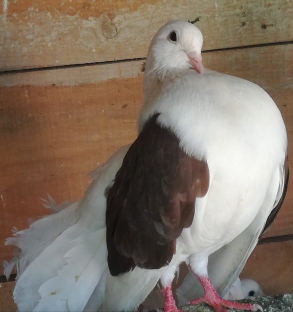  - Porumbei voltați indieni și uriași maghiari