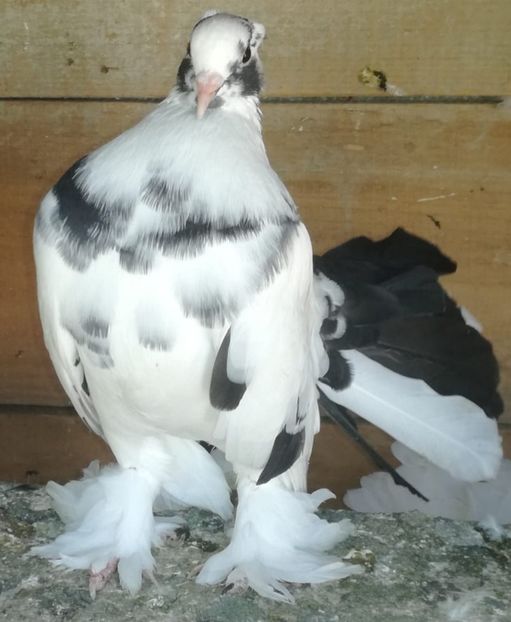  - Porumbei voltați indieni și uriași maghiari