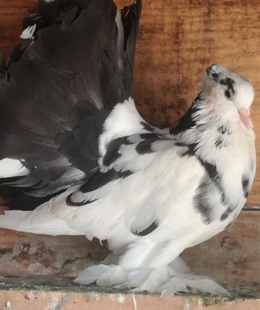  - Porumbei voltați indieni și uriași maghiari