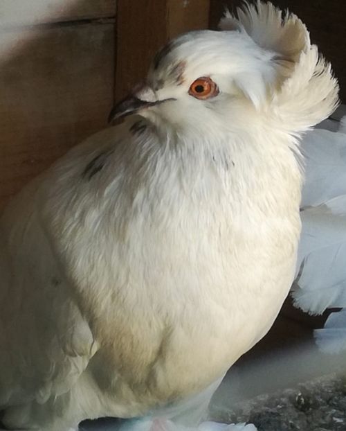  - Porumbei voltați indieni și uriași maghiari