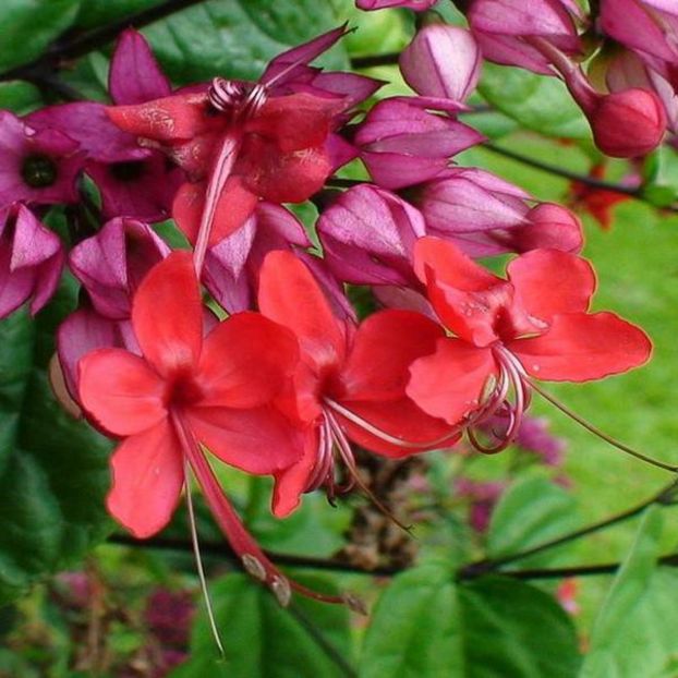 clerodendron splendens-flori - Plante disponibile