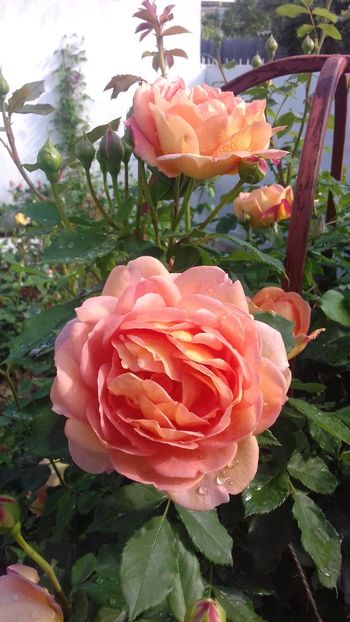  - Lady of Shallot
