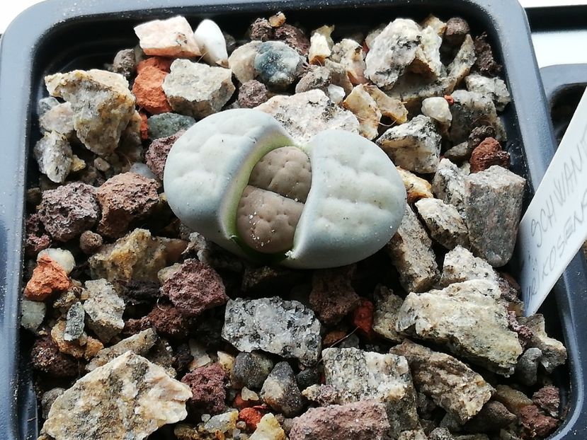  - Lithops