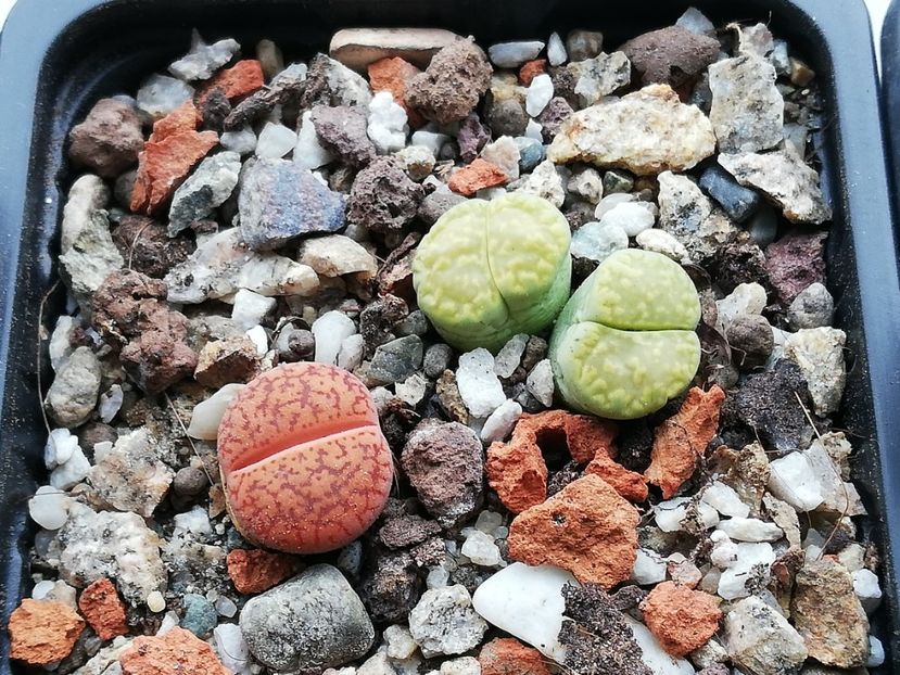  - Lithops