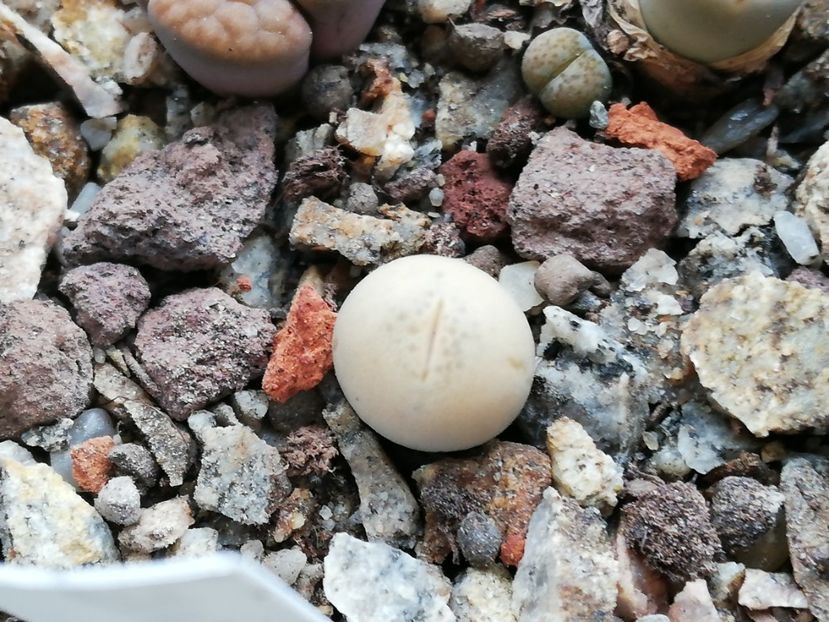  - Lithops