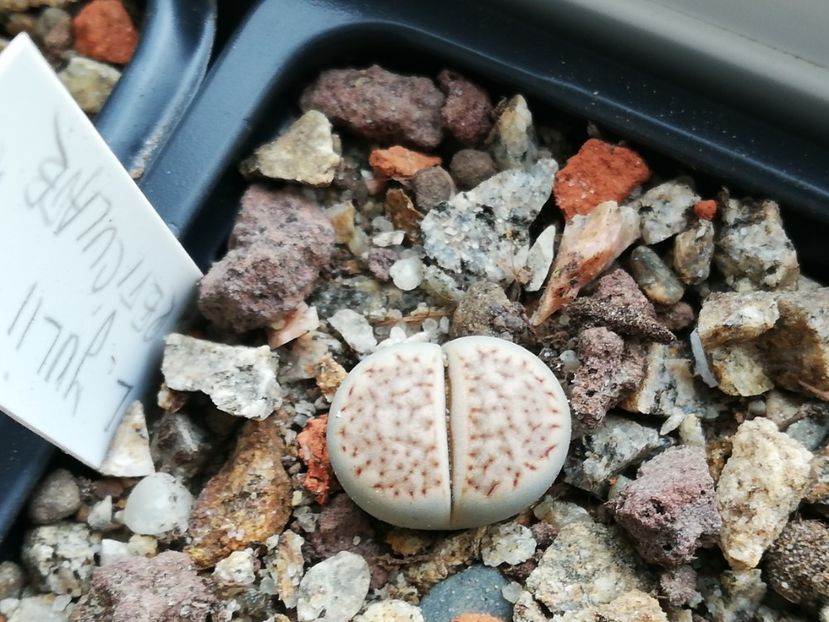  - Lithops