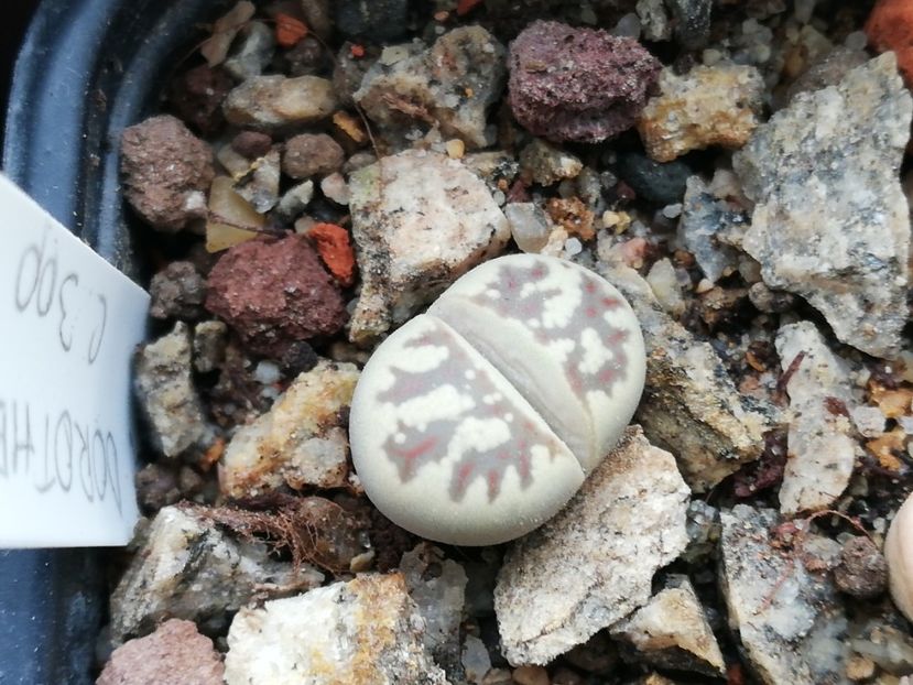  - Lithops