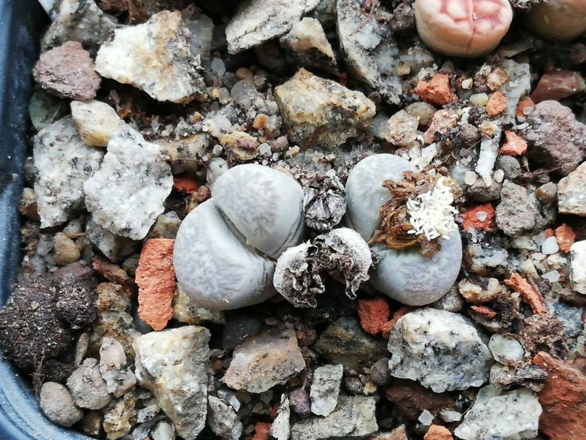  - Lithops