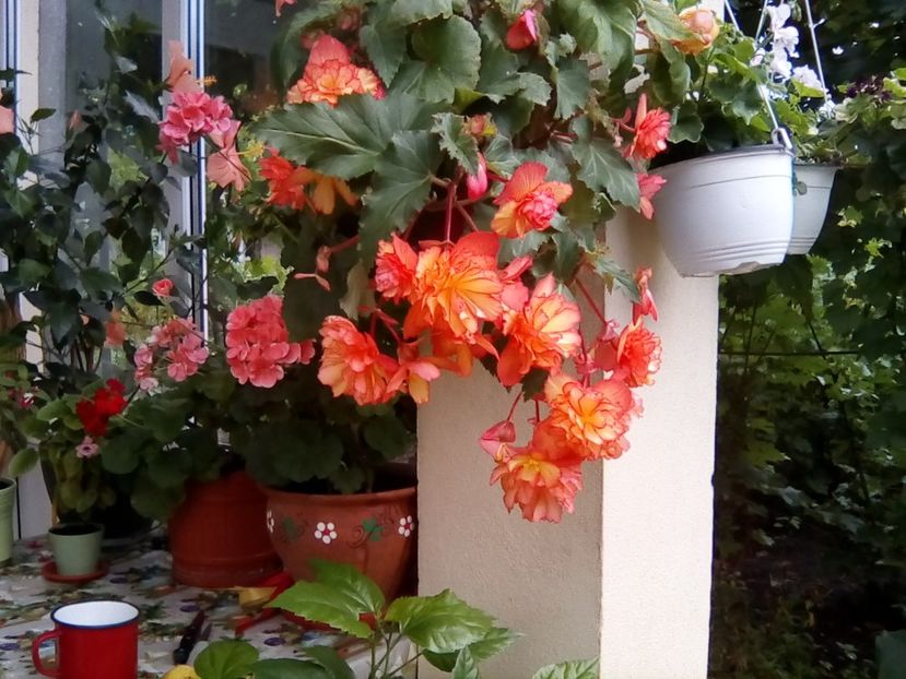  - Begonii curgatoare