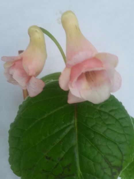 Playful Porpoise ( 6-11-2018) - Sinningii 2018