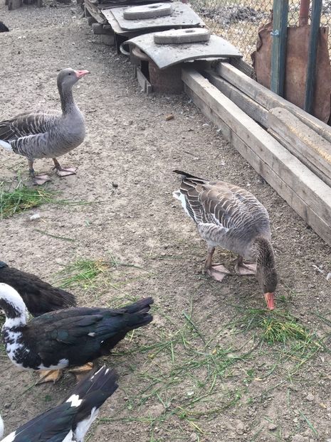  - Gâsca Sălbatică de Vară