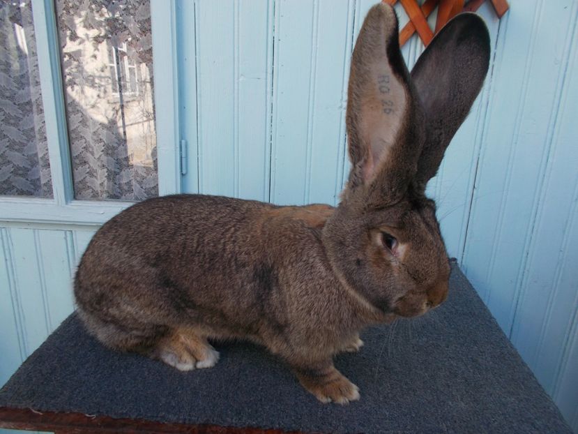 10 luni! - NR 4 FEMELA