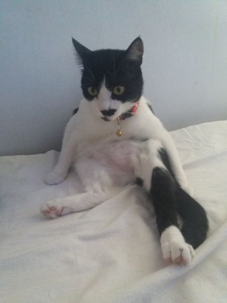  - Duracel noiembrie 2018