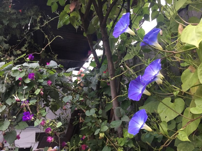 E7A682CB-854B-4993-BB33-A22C5C3B227E - Noiembrie