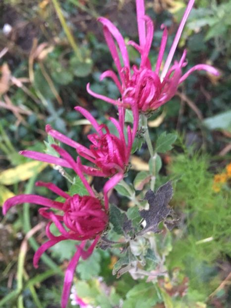 6746CFBB-4D25-449A-9E4B-CB3945598DE5 - Noiembrie