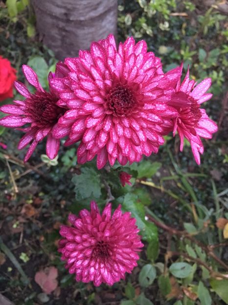 A1D3243D-A56D-4A2F-BCAF-196F2BAAD339 - Noiembrie