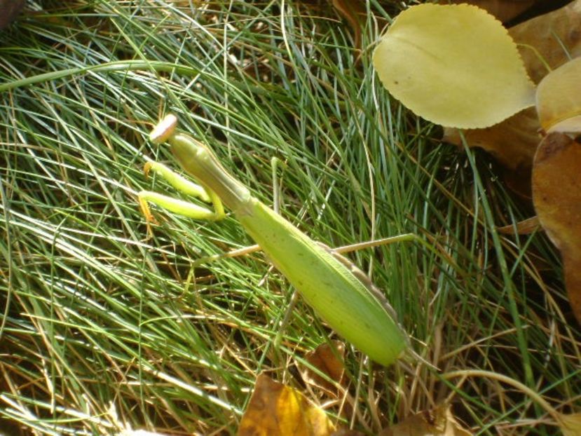 Calugarita (Mantis religiosa) - Toamna 2018-2019